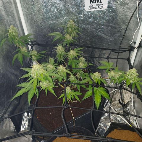 Gary raimbow road growlog timeline photo