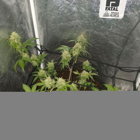 Gary raimbow road growlog timeline photo
