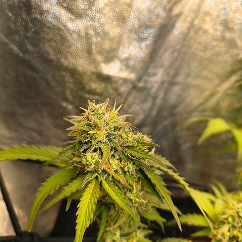 Gary raimbow road growlog timeline photo