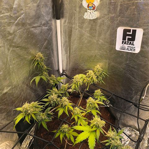 Gary raimbow road growlog timeline photo