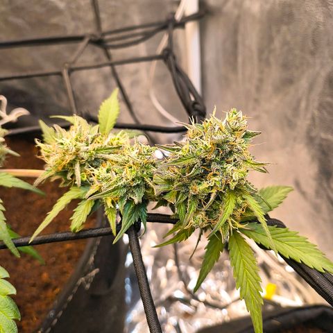 Gary raimbow road growlog timeline photo