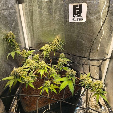Gary raimbow road growlog timeline photo