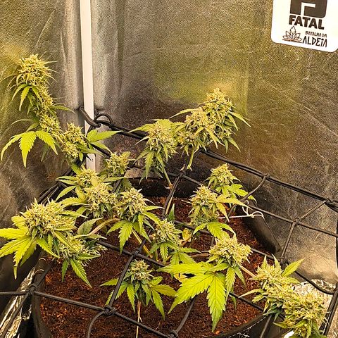 Gary raimbow road growlog timeline photo