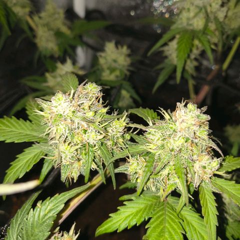 Gary raimbow road growlog timeline photo