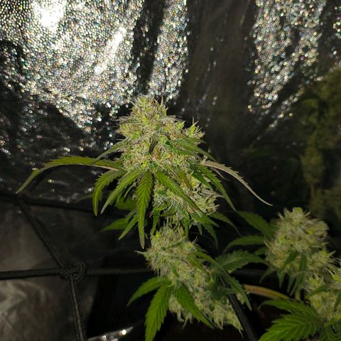 Gary raimbow road growlog timeline photo