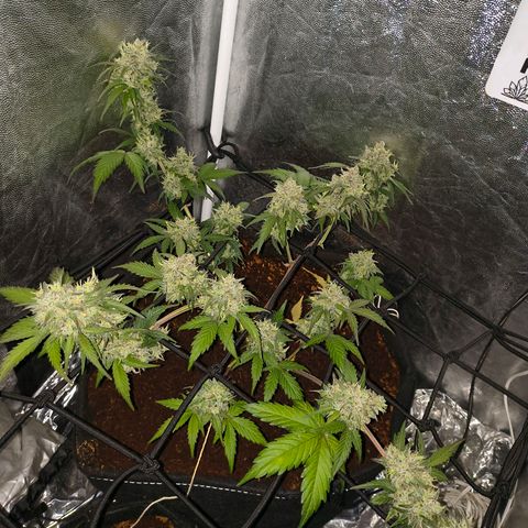 Gary raimbow road growlog timeline photo