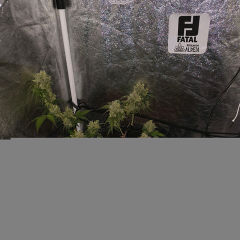 Gary raimbow road growlog timeline photo