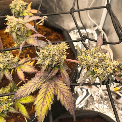 Gary raimbow road growlog timeline photo