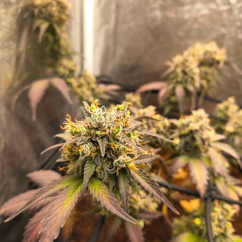 Gary raimbow road growlog timeline photo