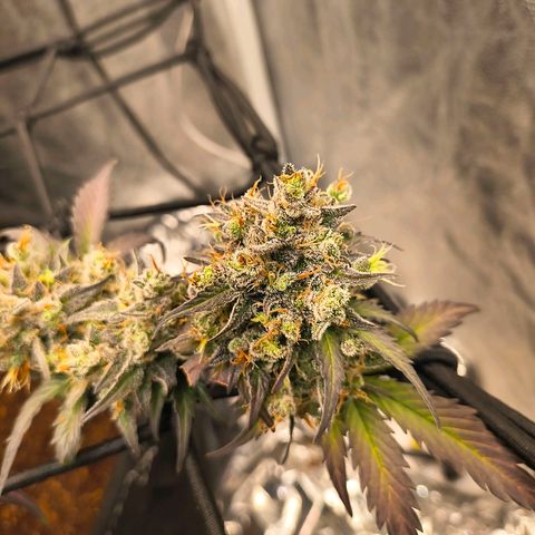 Gary raimbow road growlog timeline photo