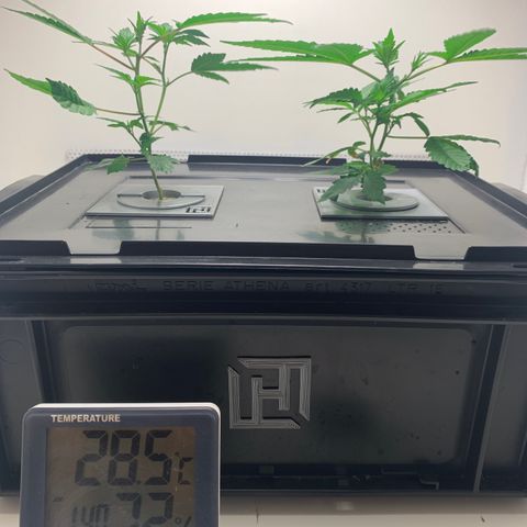 No Name growlog timeline photo