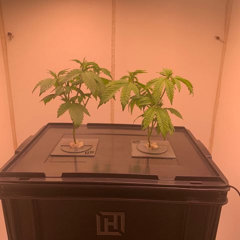 No Name growlog timeline photo