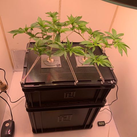 No Name growlog timeline photo