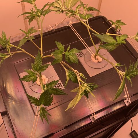 No Name growlog timeline photo