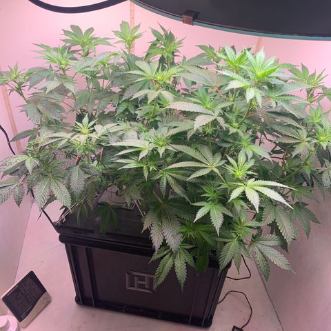 No Name growlog timeline photo