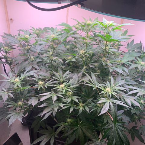 No Name growlog photo: Ppm 1240
Ph 6.3
