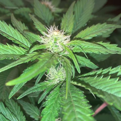 No Name growlog photo: Ppm 1240
Ph 6.3
