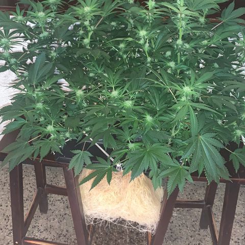 No Name growlog photo: Ppm 1240
Ph 6.3
