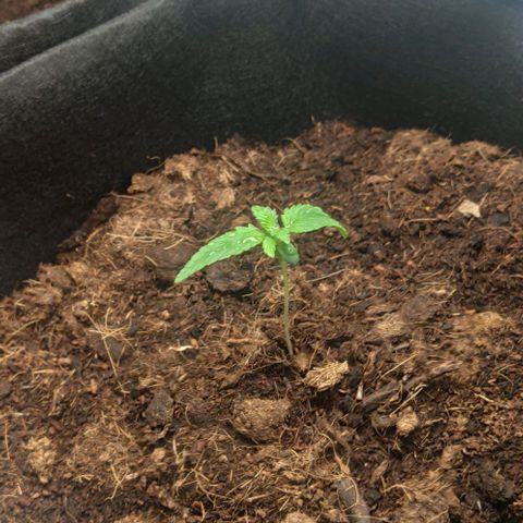 Auto Cinderella 99 x Jack Herer) X Magnum Genetics growlog photo: Fortschritt 