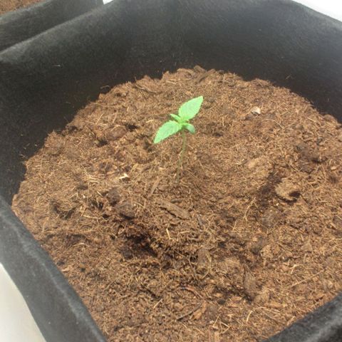 Auto Cinderella 99 x Jack Herer) X Magnum Genetics growlog timeline photo