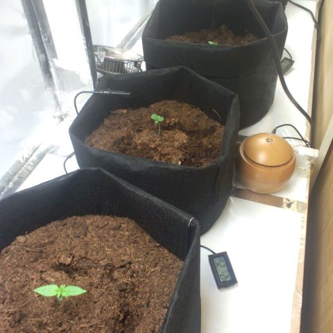 Auto Cinderella 99 x Jack Herer) X Magnum Genetics growlog timeline photo
