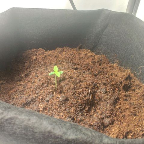 Auto Cinderella 99 x Jack Herer) X Magnum Genetics growlog timeline photo