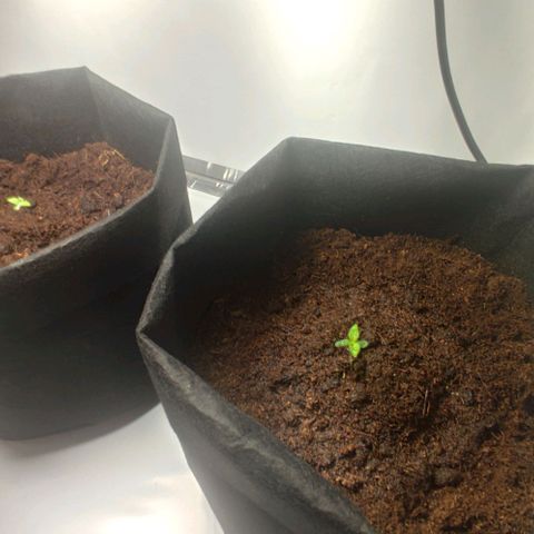 Auto Cinderella 99 x Jack Herer) X Magnum Genetics growlog timeline photo