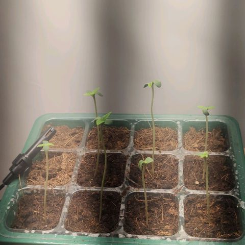 Auto Cinderella 99 x Jack Herer) X Magnum Genetics growlog timeline photo