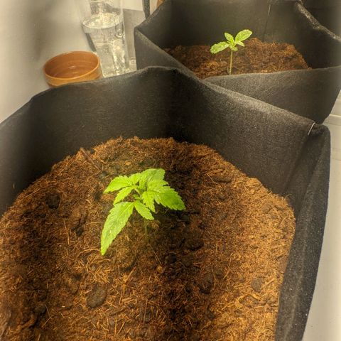 Auto Cinderella 99 x Jack Herer) X Magnum Genetics growlog timeline photo