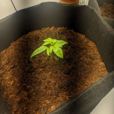 Auto Cinderella 99 x Jack Herer) X Magnum Genetics growlog timeline photo