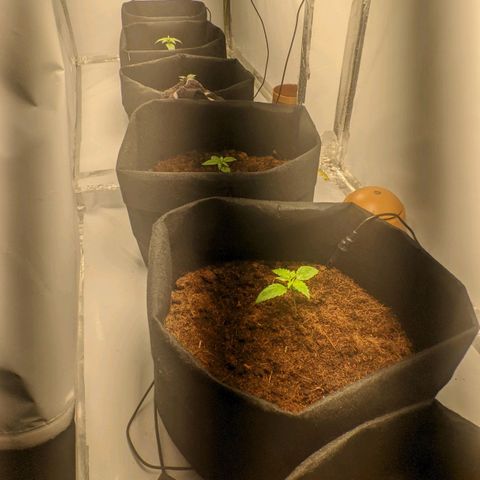 Auto Cinderella 99 x Jack Herer) X Magnum Genetics growlog timeline photo