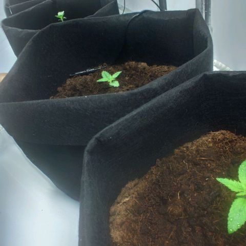 Auto Cinderella 99 x Jack Herer) X Magnum Genetics growlog timeline photo