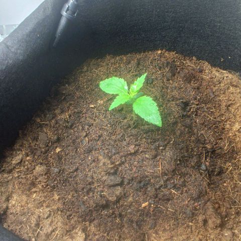 Auto Cinderella 99 x Jack Herer) X Magnum Genetics growlog timeline photo
