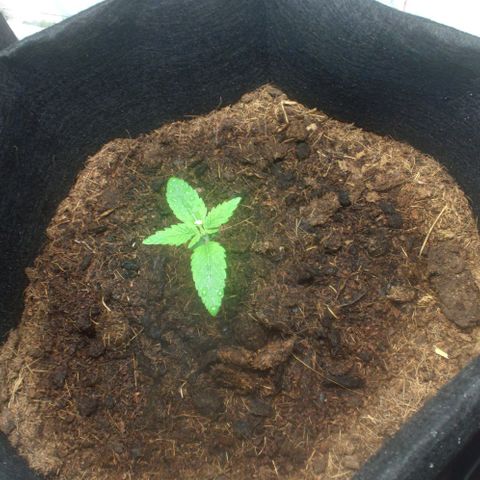Auto Cinderella 99 x Jack Herer) X Magnum Genetics growlog timeline photo