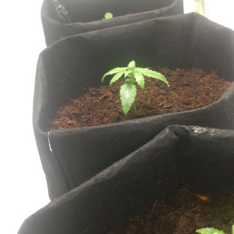 Auto Cinderella 99 x Jack Herer) X Magnum Genetics growlog timeline photo