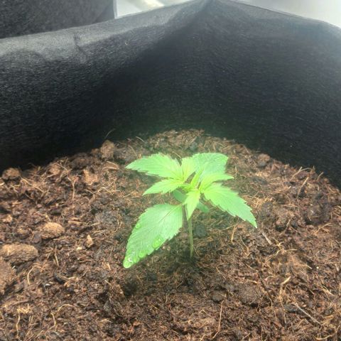 Auto Cinderella 99 x Jack Herer) X Magnum Genetics growlog timeline photo