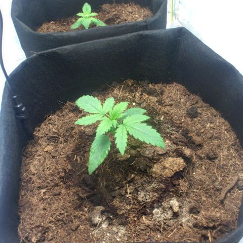 Auto Cinderella 99 x Jack Herer) X Magnum Genetics growlog timeline photo