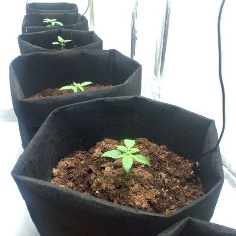 Auto Cinderella 99 x Jack Herer) X Magnum Genetics growlog timeline photo