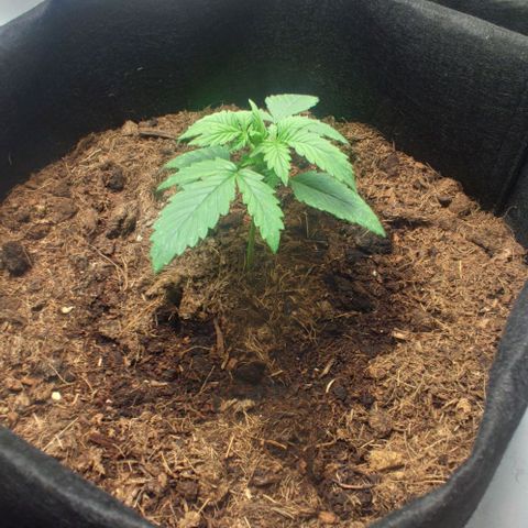 Auto Cinderella 99 x Jack Herer) X Magnum Genetics growlog timeline photo