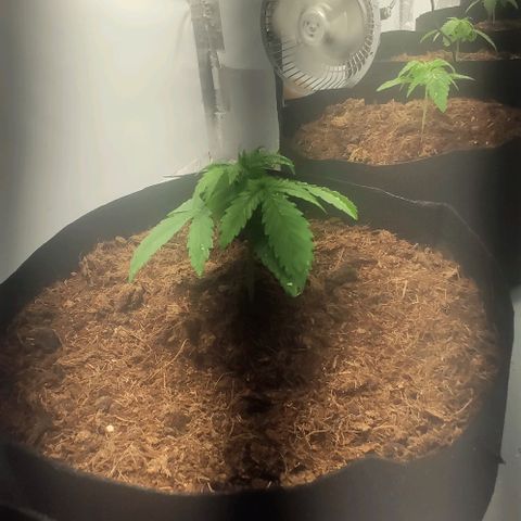 Auto Cinderella 99 x Jack Herer) X Magnum Genetics growlog timeline photo