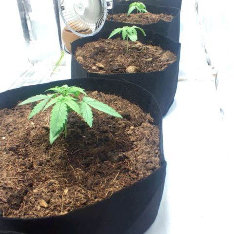 Auto Cinderella 99 x Jack Herer) X Magnum Genetics growlog timeline photo