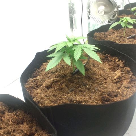 Auto Cinderella 99 x Jack Herer) X Magnum Genetics growlog timeline photo