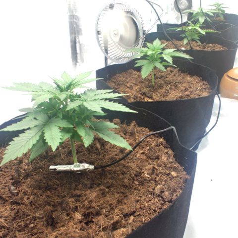 Auto Cinderella 99 x Jack Herer) X Magnum Genetics growlog timeline photo