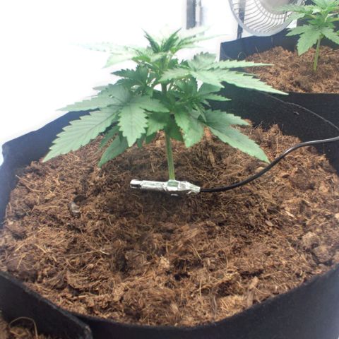 Auto Cinderella 99 x Jack Herer) X Magnum Genetics growlog timeline photo