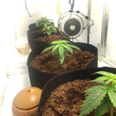 Auto Cinderella 99 x Jack Herer) X Magnum Genetics growlog timeline photo