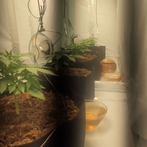 Auto Cinderella 99 x Jack Herer) X Magnum Genetics growlog timeline photo