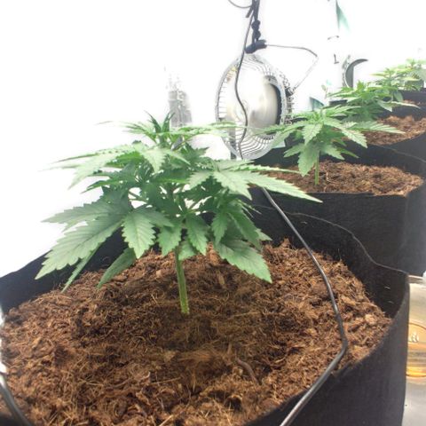 Auto Cinderella 99 x Jack Herer) X Magnum Genetics growlog timeline photo