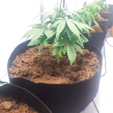 Auto Cinderella 99 x Jack Herer) X Magnum Genetics growlog timeline photo
