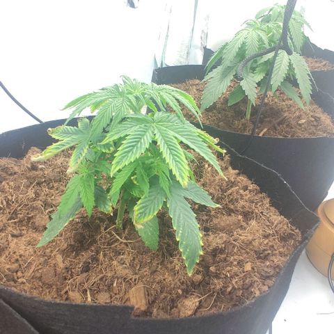 Auto Cinderella 99 x Jack Herer) X Magnum Genetics growlog timeline photo
