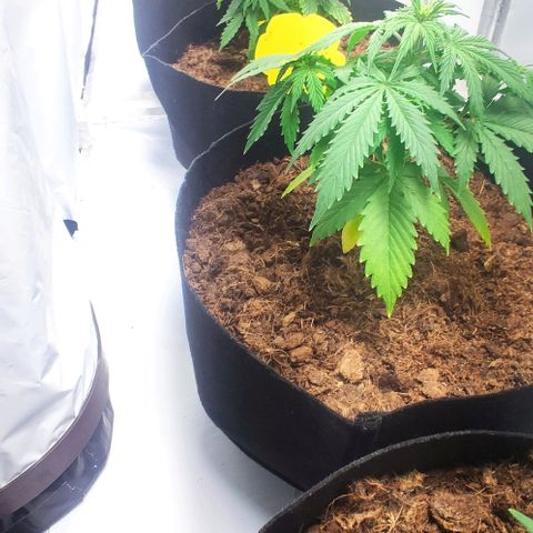 Auto Cinderella 99 x Jack Herer) X Magnum Genetics growlog timeline photo